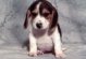 Beagle Beb 800 x 600 pxels