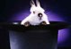El Conejo del Mago 800 x 600 pxels