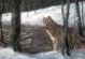Pintura de Lobo 800 x 600 pxels