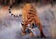 Tigre 800 x 600 pxels
