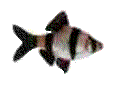 The image “http://www.mascotamigos.com/peces/PecesBarboTigre.gif” cannot be displayed, because it contains errors.