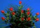 Bouquet de Rosas 800 x 600 píxels