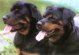 Dos Rottweilers 800 x 600 píxels