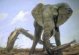 Pintura de Elefante 800 x 600 píxels