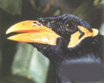 Varieties of Birds