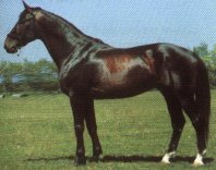 Races of Horses