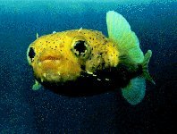 Varieties of Fish