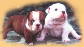 Races of Dogs