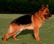 Races of Dogs