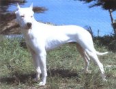 Races of Dogs