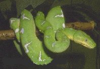 Varieties of Reptiles