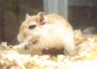 Varieties of Rodents
